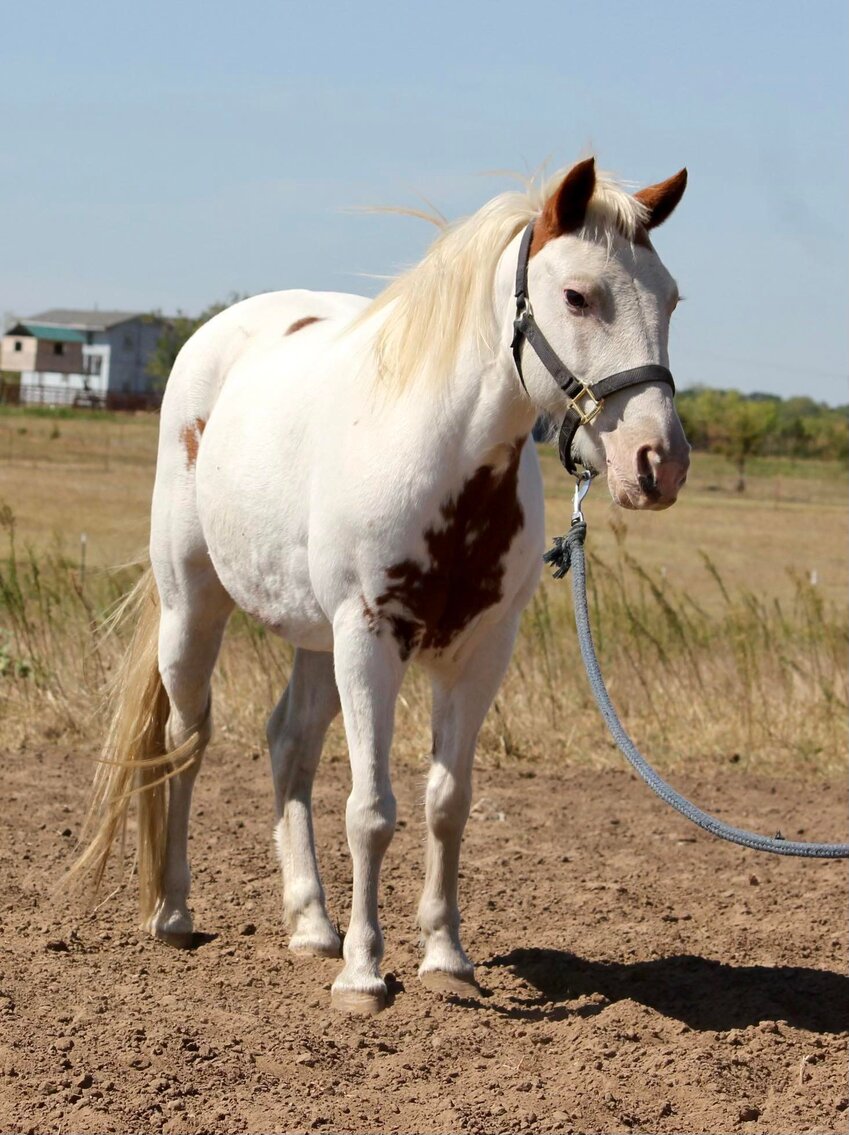 Image for Central Livestock Horse Sale - October 8th - South Hutchinson, Kansas