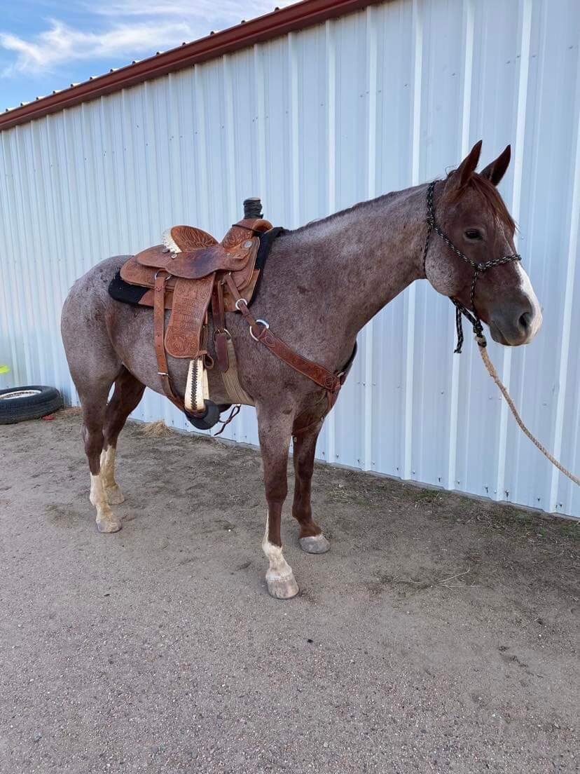 Image for Central Livestock Horse Sale - October 8th - South Hutchinson, Kansas
