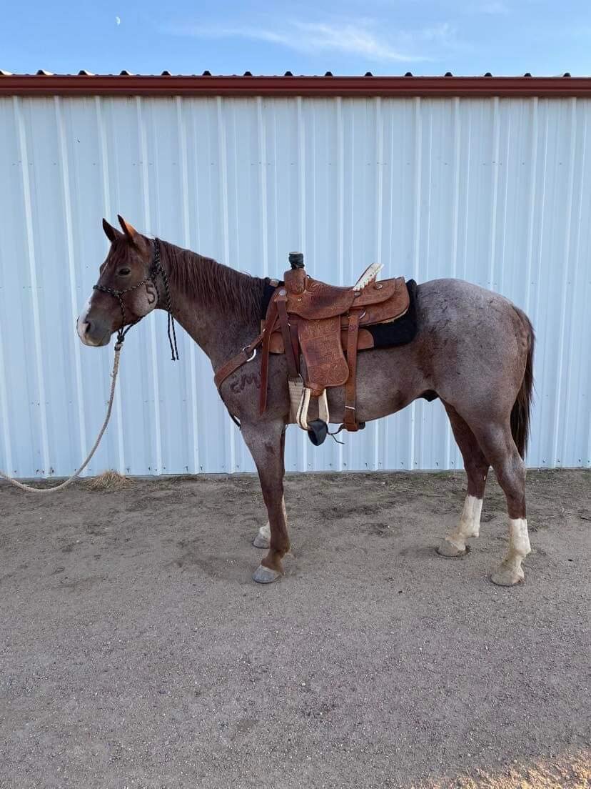 Image for Central Livestock Horse Sale - October 8th - South Hutchinson, Kansas