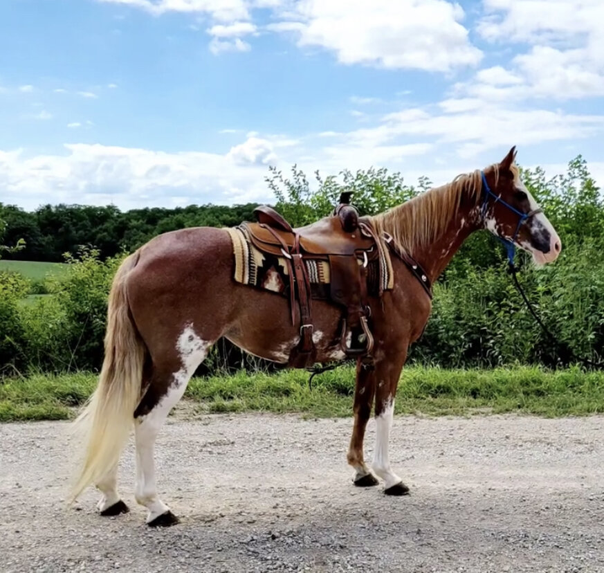DHS Horse Sales October 5th Humansville, Missouri