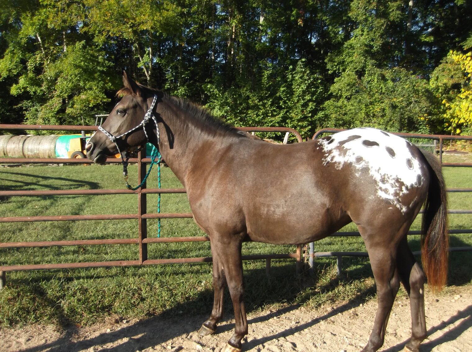Interstate Regional Stockyards Horse Sale Cuba, Missouri October 19th