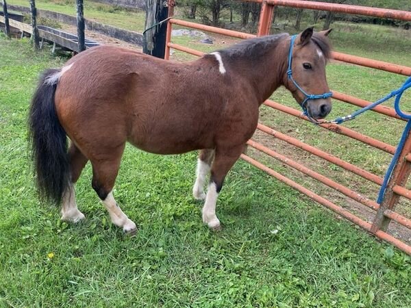 Image for RSD Fall Roundup Sale  Kearneysville, West Virginia  October 7th