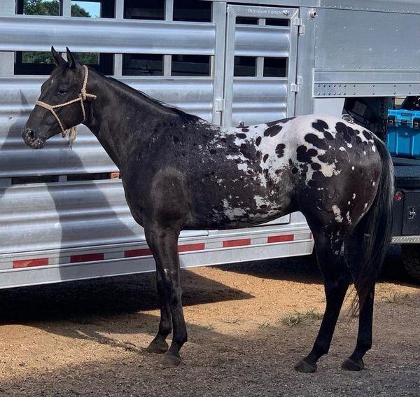 Image for Southwest Horse Sale Fall Sale - October 29th - Bush, Louisiana