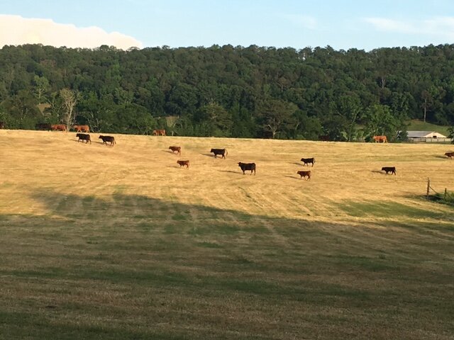 Image for 230 Acre Picturesque Farm - Birmingham, Alabama