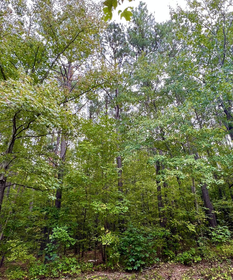 Image for Charlotte County, VA Sale of Tax Delinquent Real Estate