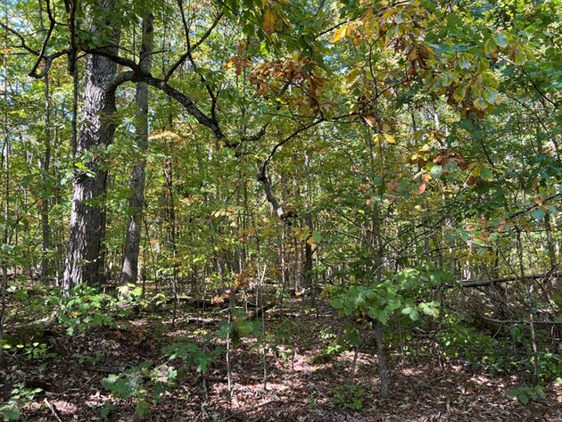 Image for Louisa County VA Tax Delinquent Sale of Real Estate