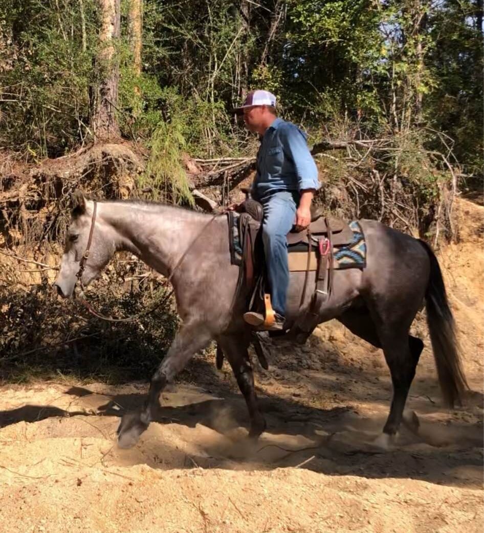 Southwest Horse Sale Fall Sale October 29th Bush, Louisiana