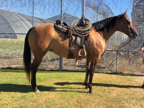 Image for Southwest Horse Sale Fall Sale - October 29th - Bush, Louisiana