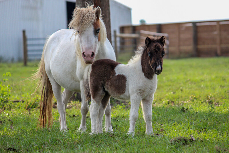 Image for Southwest Horse Sale Fall Sale - October 29th - Bush, Louisiana