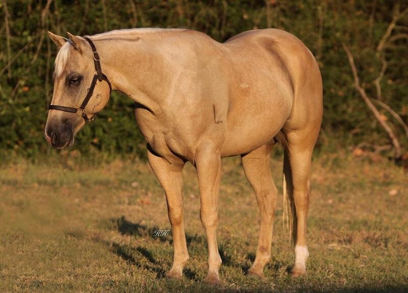 Image for Southwest Horse Sale Fall Sale - October 29th - Bush, Louisiana