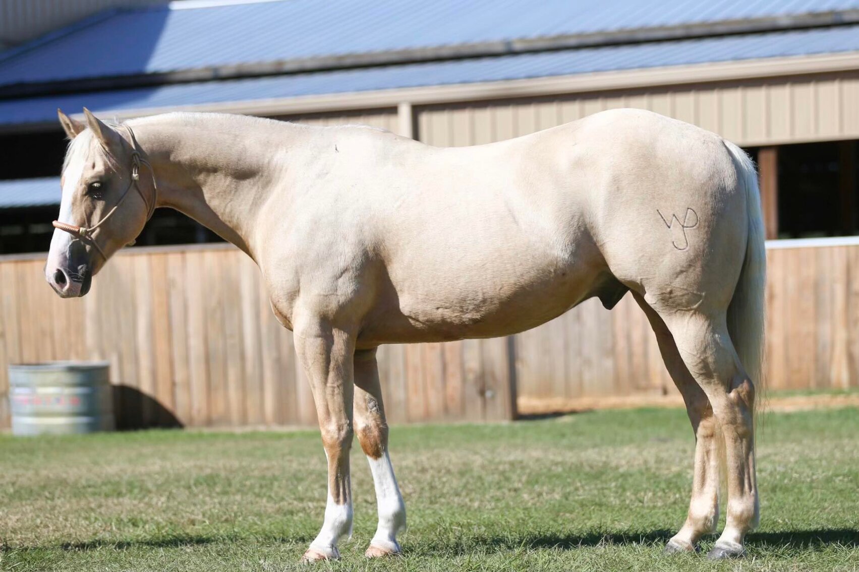 Image for Southwest Horse Sale Fall Sale - October 29th - Bush, Louisiana