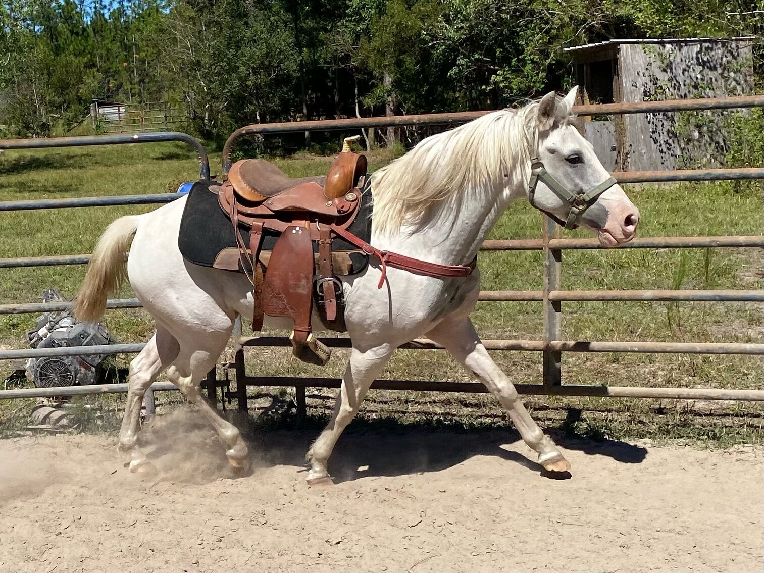 Mize Horse Sale Spooktacular Horse Sale October 29th - Mize, Mississippi