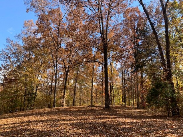 Image for Tatum Creek - LAKE w/ 41 acres & long creek frontage