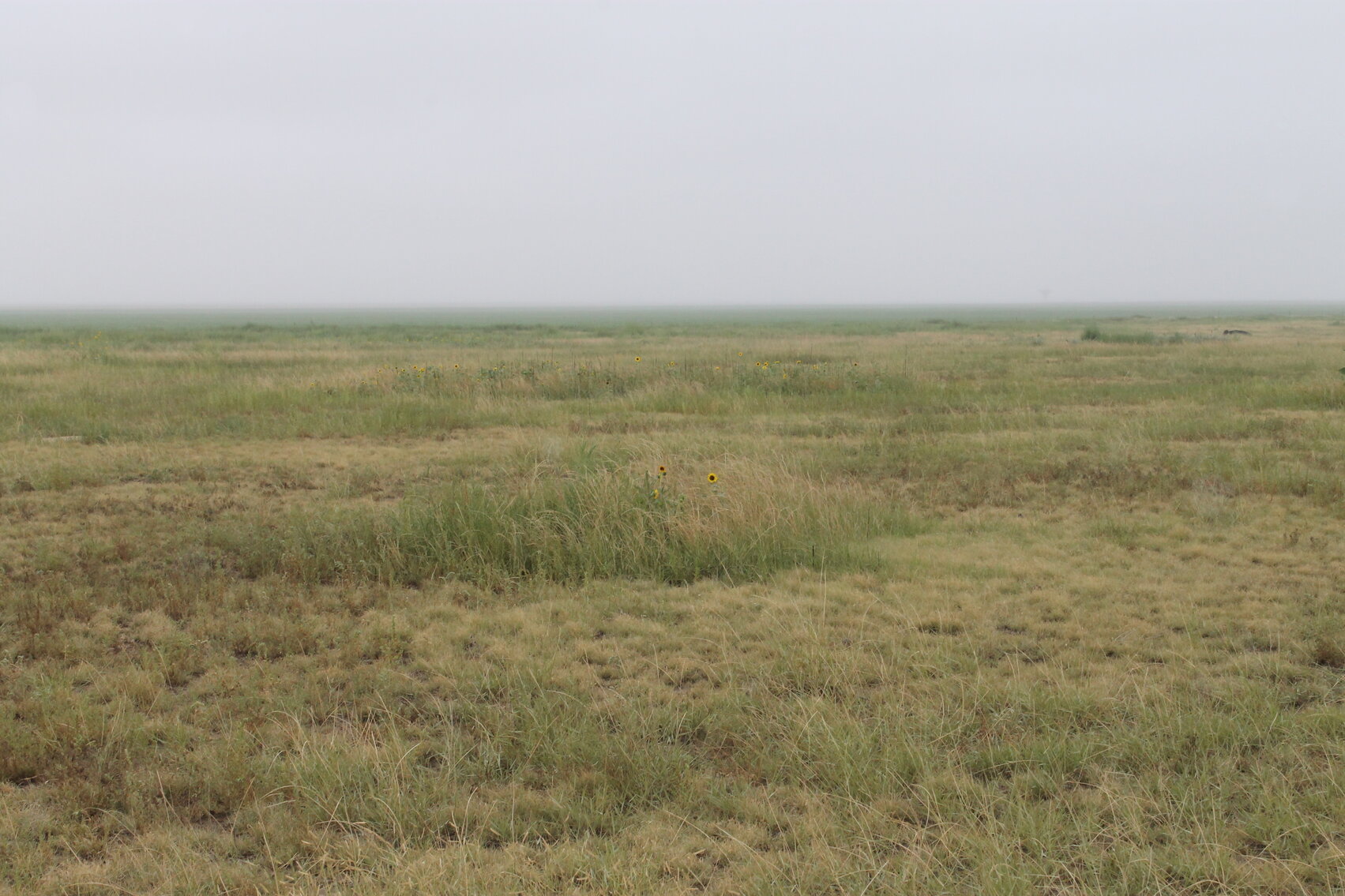Image for KIOWA COUNTY, COLORADO - NATIVE GRASSLAND (C4071)