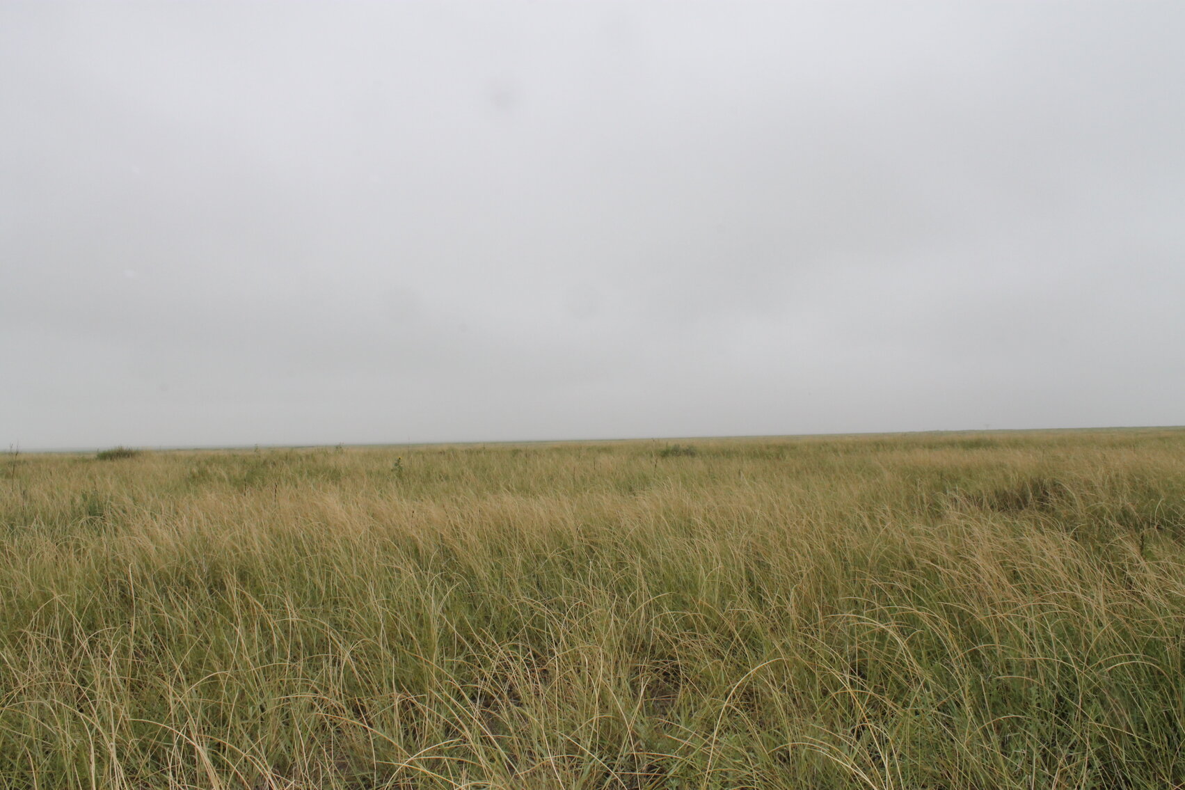 Image for KIOWA COUNTY, COLORADO - NATIVE GRASSLAND (C4071)