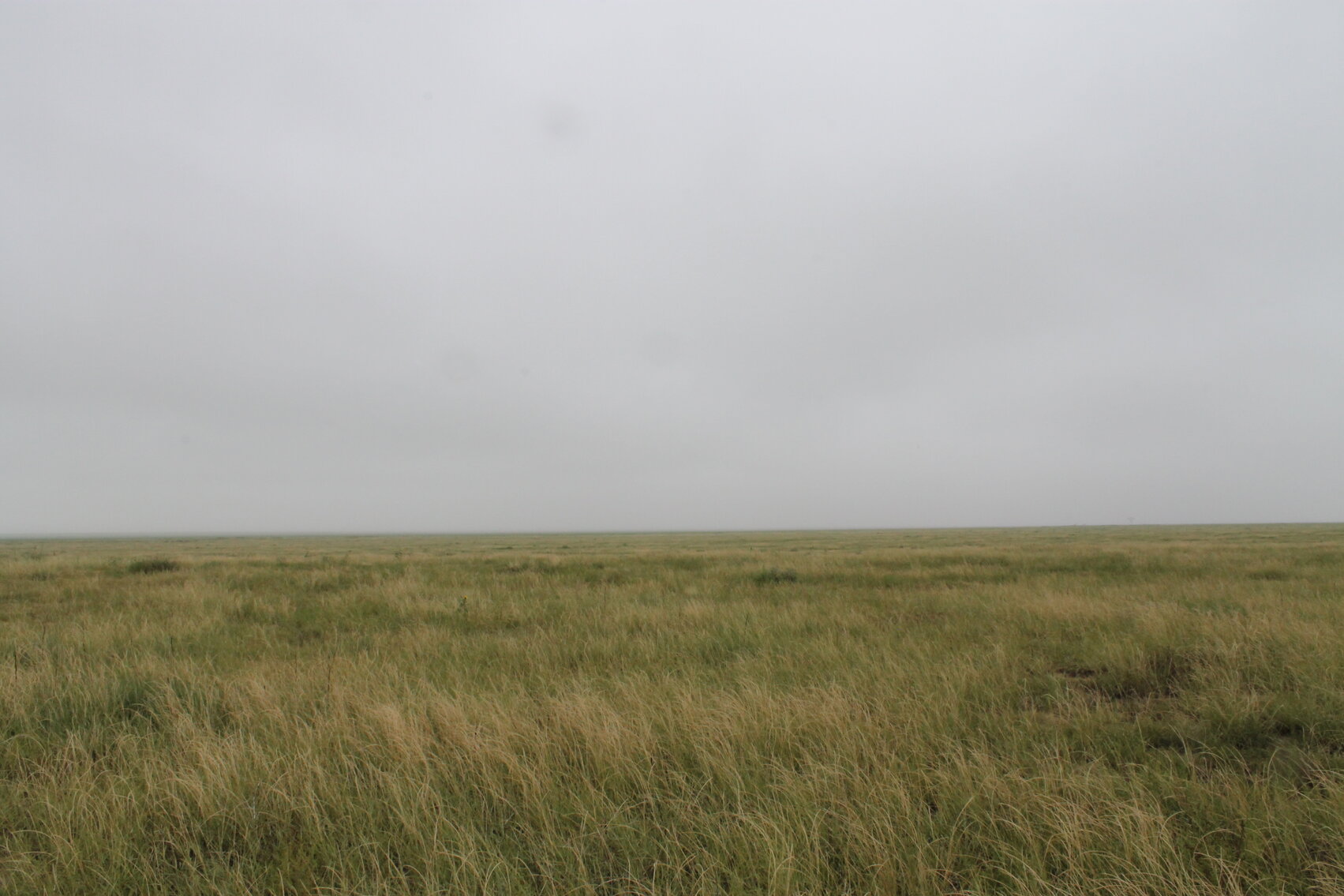 Image for KIOWA COUNTY, COLORADO - NATIVE GRASSLAND (C4071)