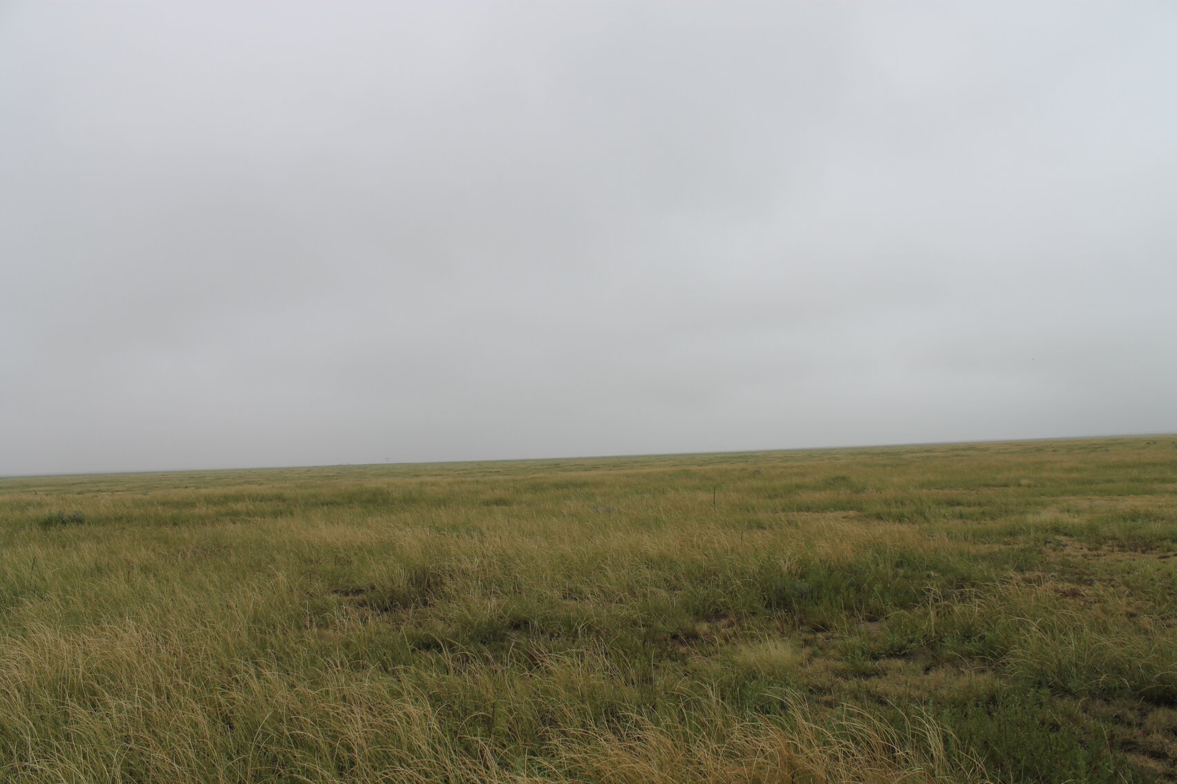 Image for KIOWA COUNTY, COLORADO - NATIVE GRASSLAND (C4071)