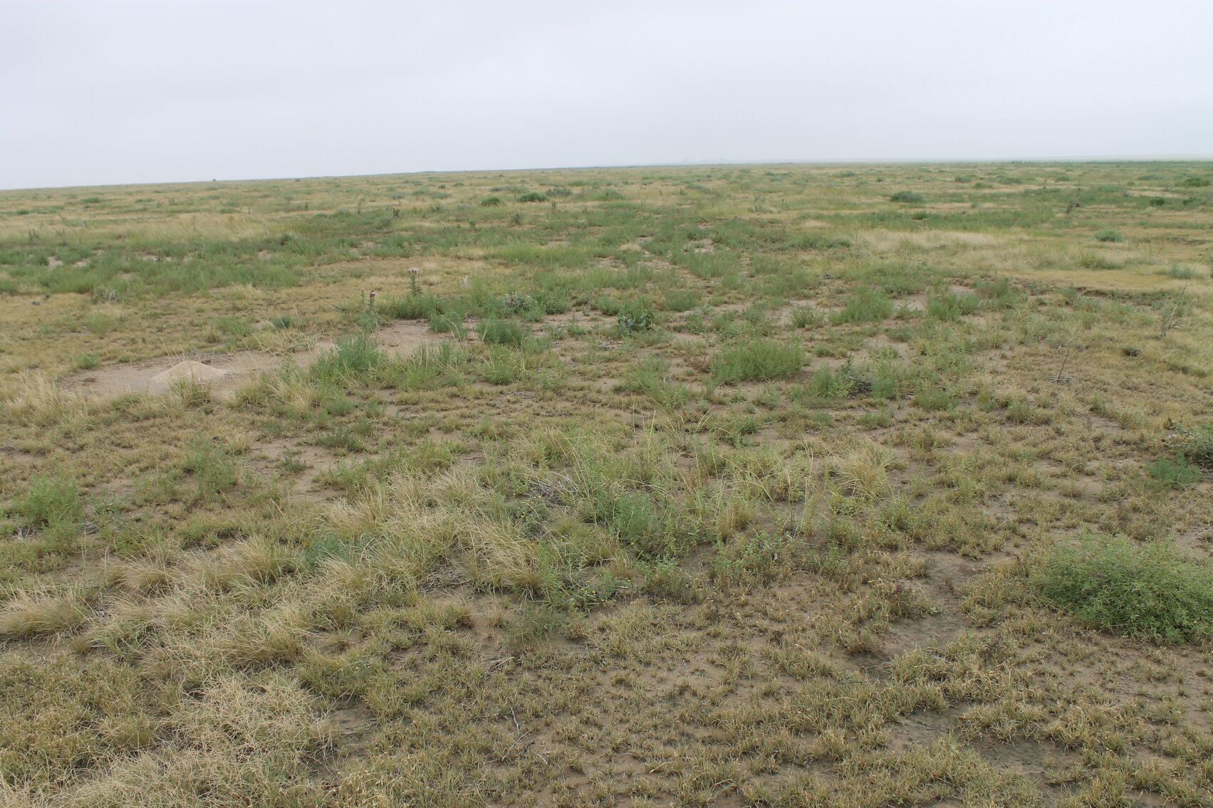 Image for KIOWA COUNTY, COLORADO - NATIVE GRASSLAND (C4071)
