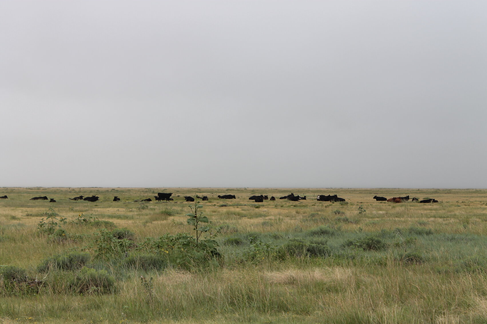 Image for KIOWA COUNTY, COLORADO - NATIVE GRASSLAND (C4071)
