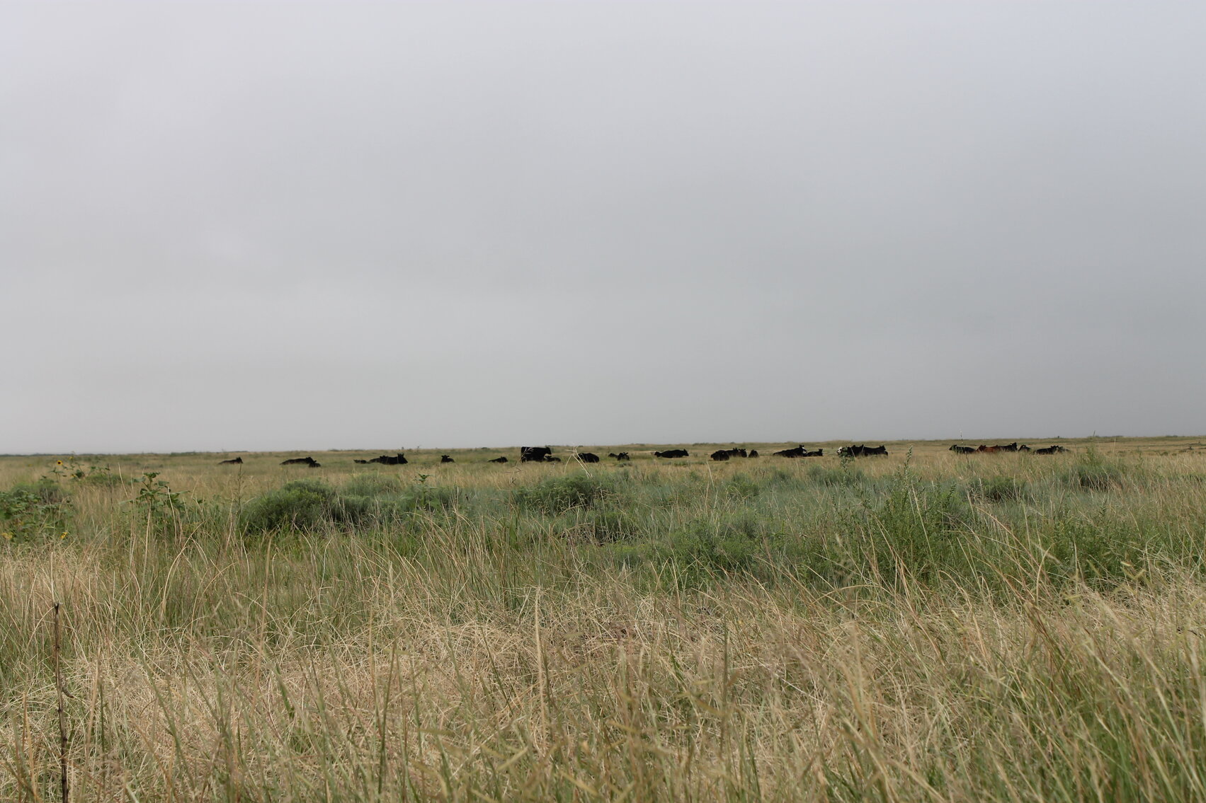 Image for KIOWA COUNTY, COLORADO - NATIVE GRASSLAND (C4071)