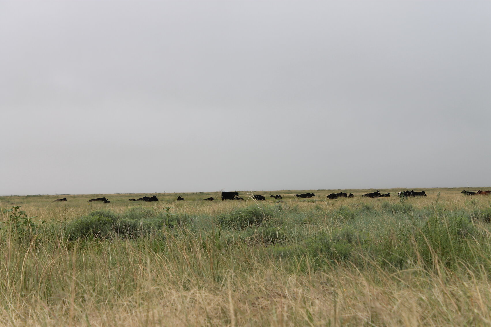 Image for KIOWA COUNTY, COLORADO - NATIVE GRASSLAND (C4071)