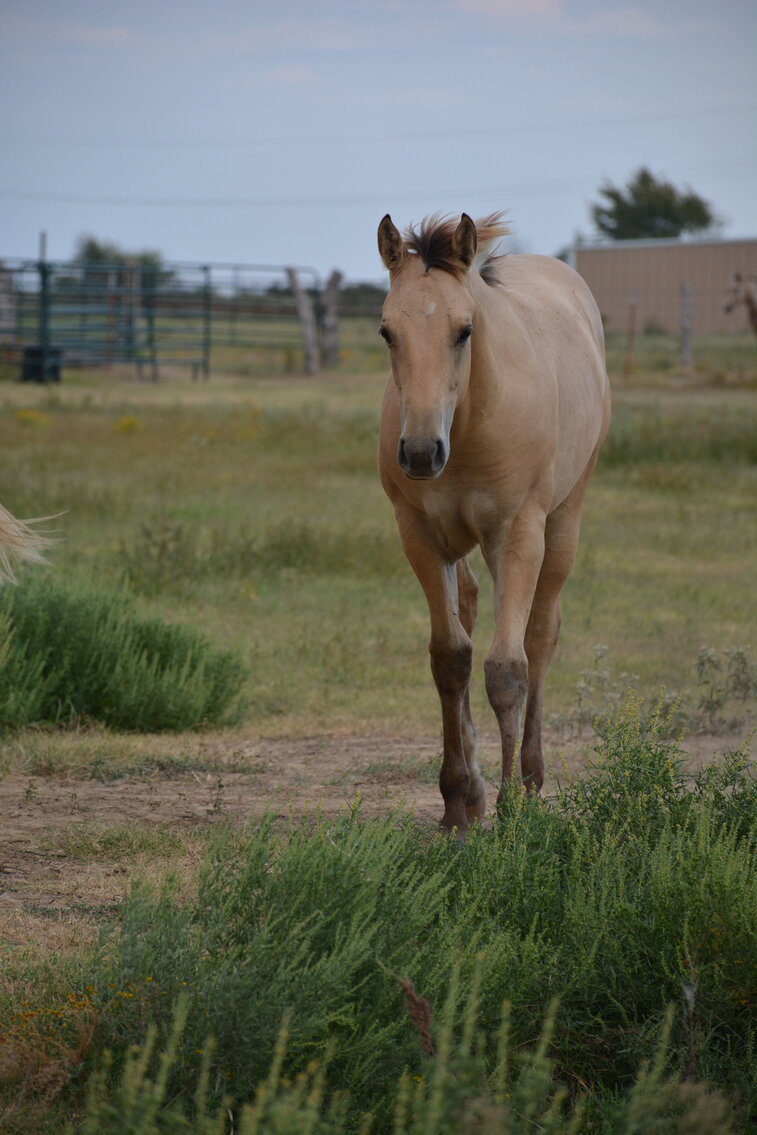 Image for Rocking S Performance & Ranch Horse Special - November 26th - Calera, Oklahoma