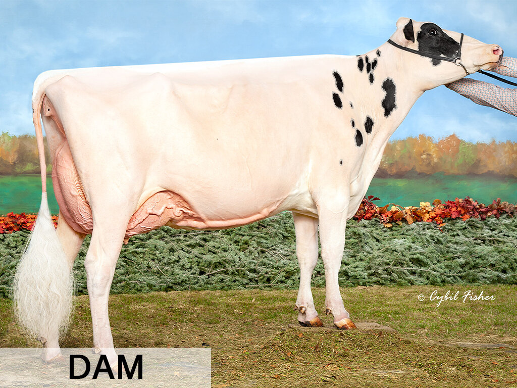 F. Has It All x Siemers KR Hanker 28512