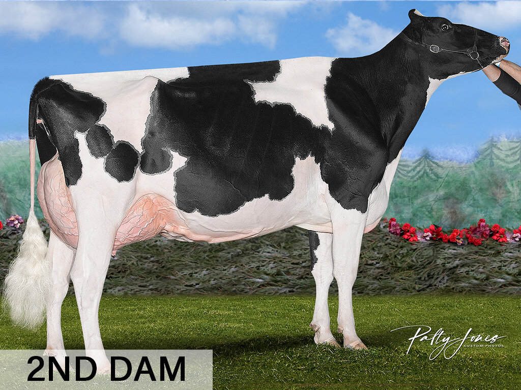 F. Chief x Karnvilla DL Great One