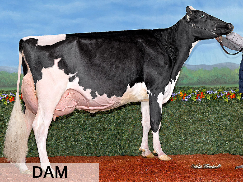 F. Delta-Lambda x Kakouna Denver Aima