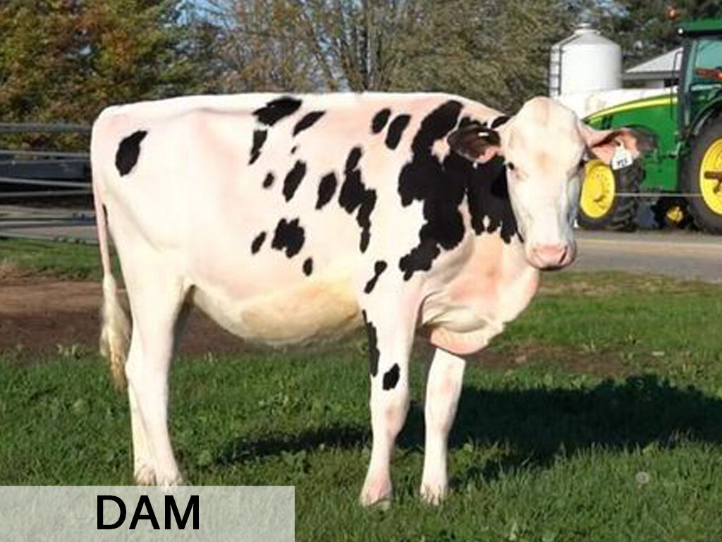 F. Delta-Lambda x Duckett Tropic Louise