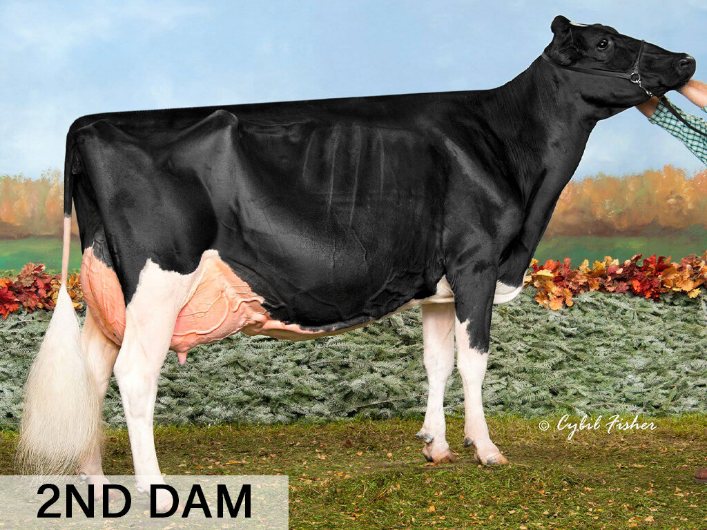 F. Warrior x Ms Eatonholme A Phoebe