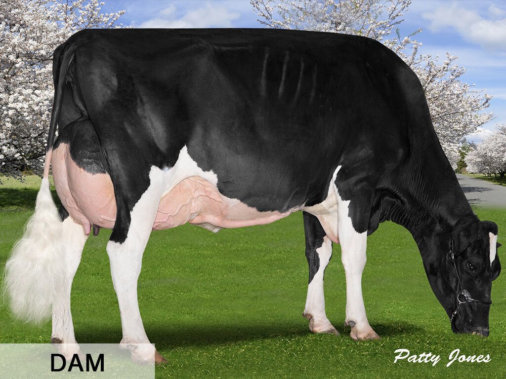 F. Altitude X MS Apples Applause