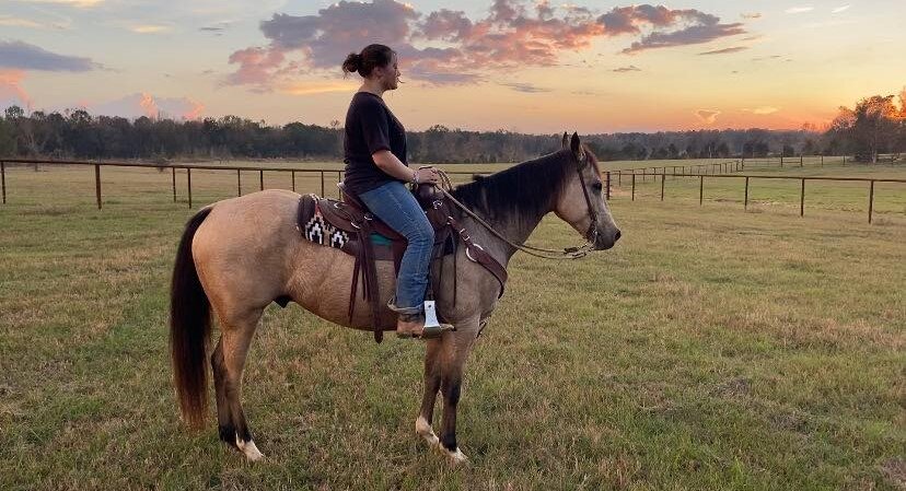Mize Ms Mize Horse Sale Harvest Special November 19th - Mize, Mississippi