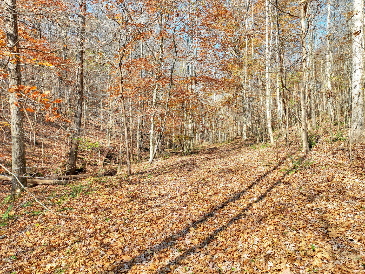 Image for Tatum Creek - LAKE w/ 41 acres & long creek frontage