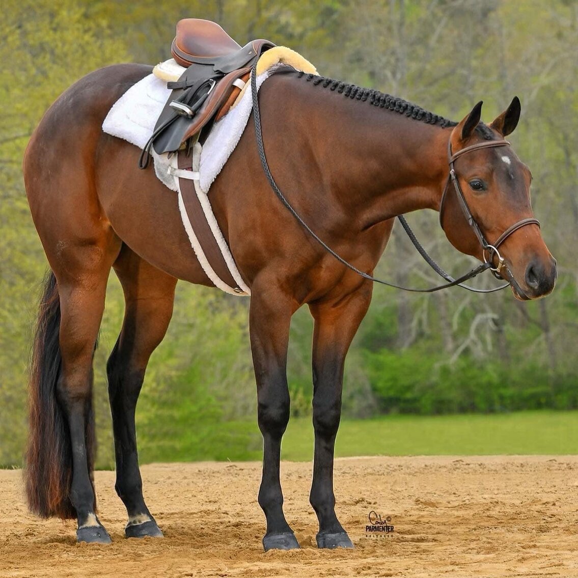 Ocala Horse Sale November 19th Ocala, Florida