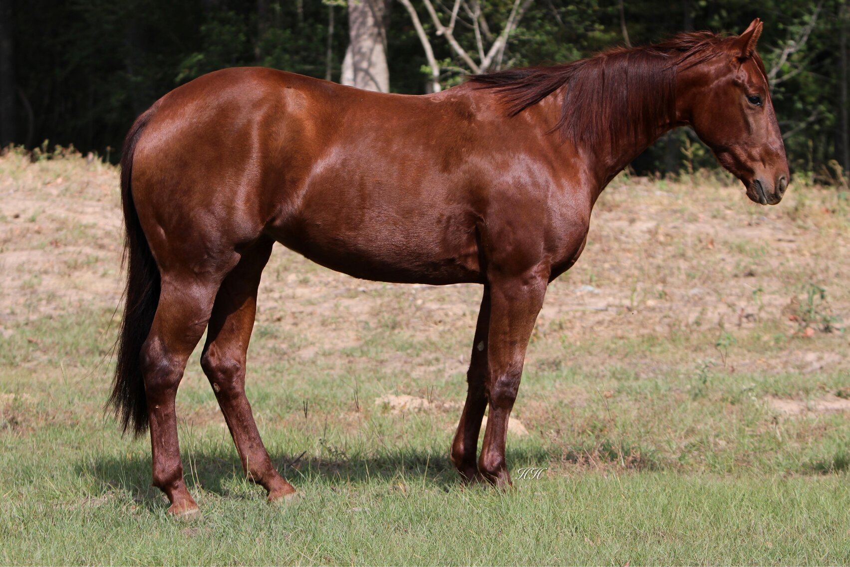 Ocala Horse Sale November 19th Ocala, Florida