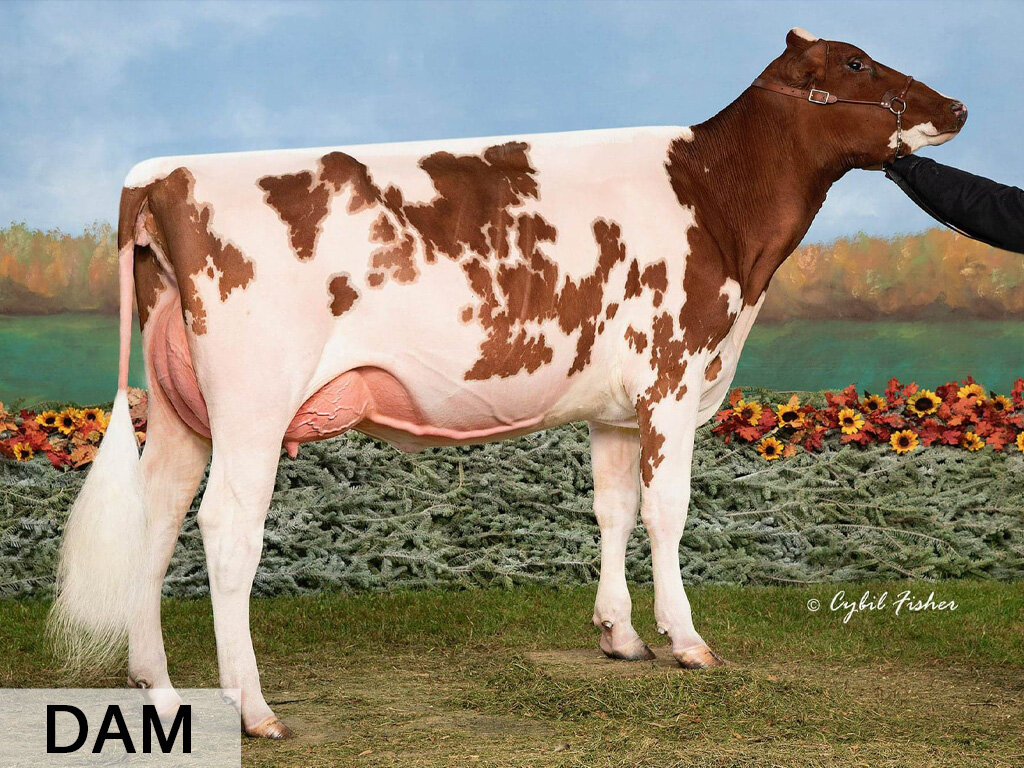 Willows-Red/Warrior-Red x Kozak Colt Brittney Red 