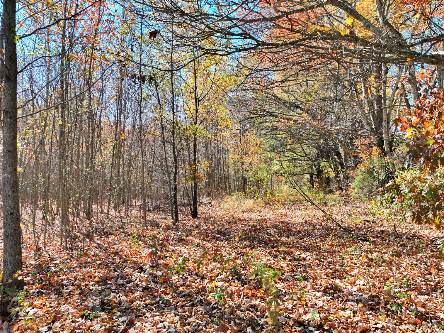 Image for 7179 & 7227 Fredonia Road, Manchester