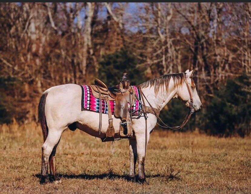 Mize Ms Mize Horse Sale Harvest Special November 19th - Mize, Mississippi