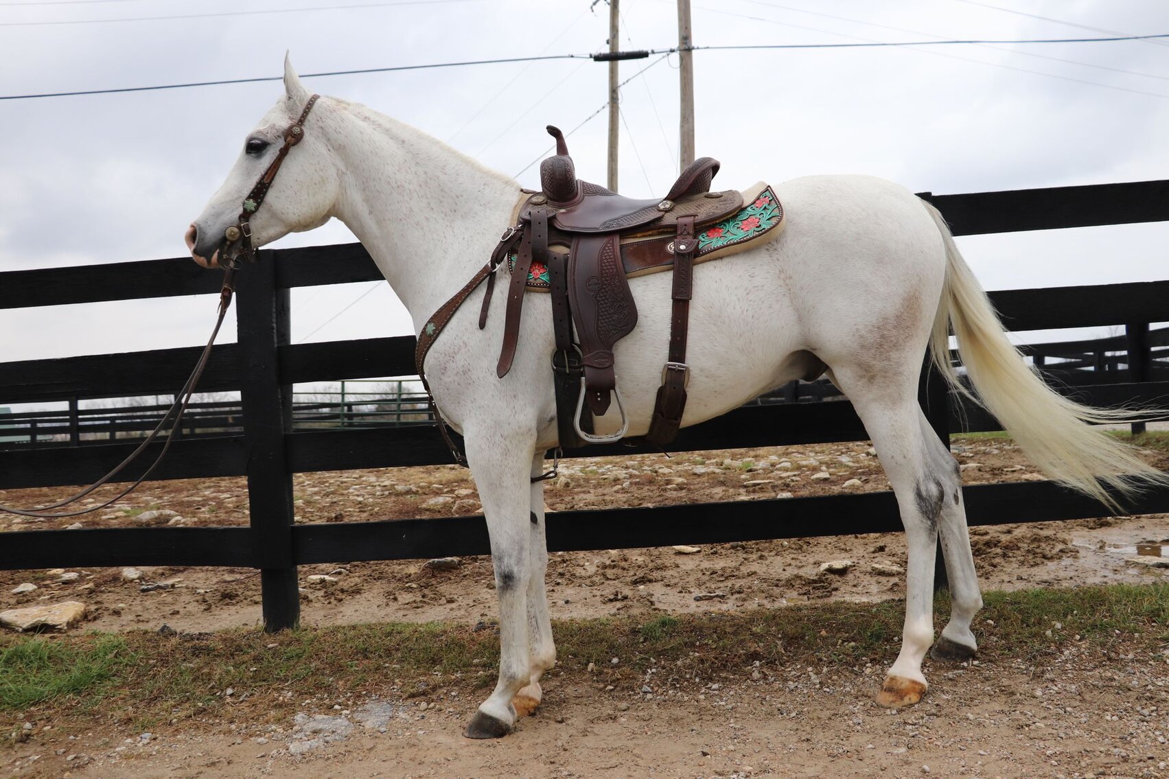 Image for 606 COWBOY CHRISTMAS