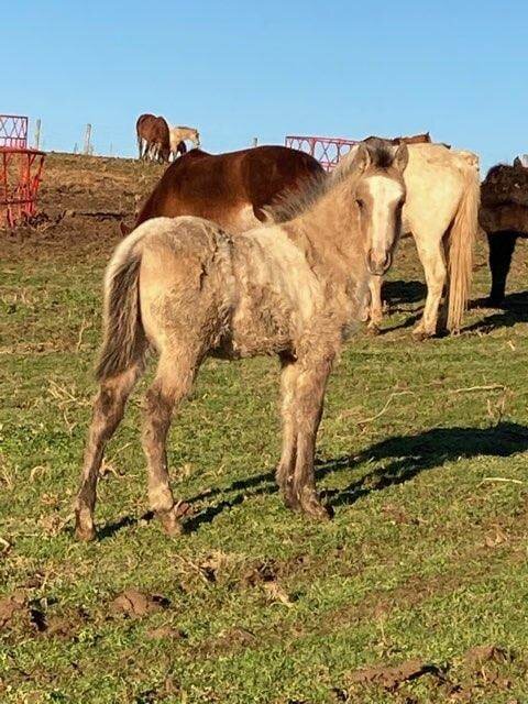 Image for 606 COWBOY CHRISTMAS