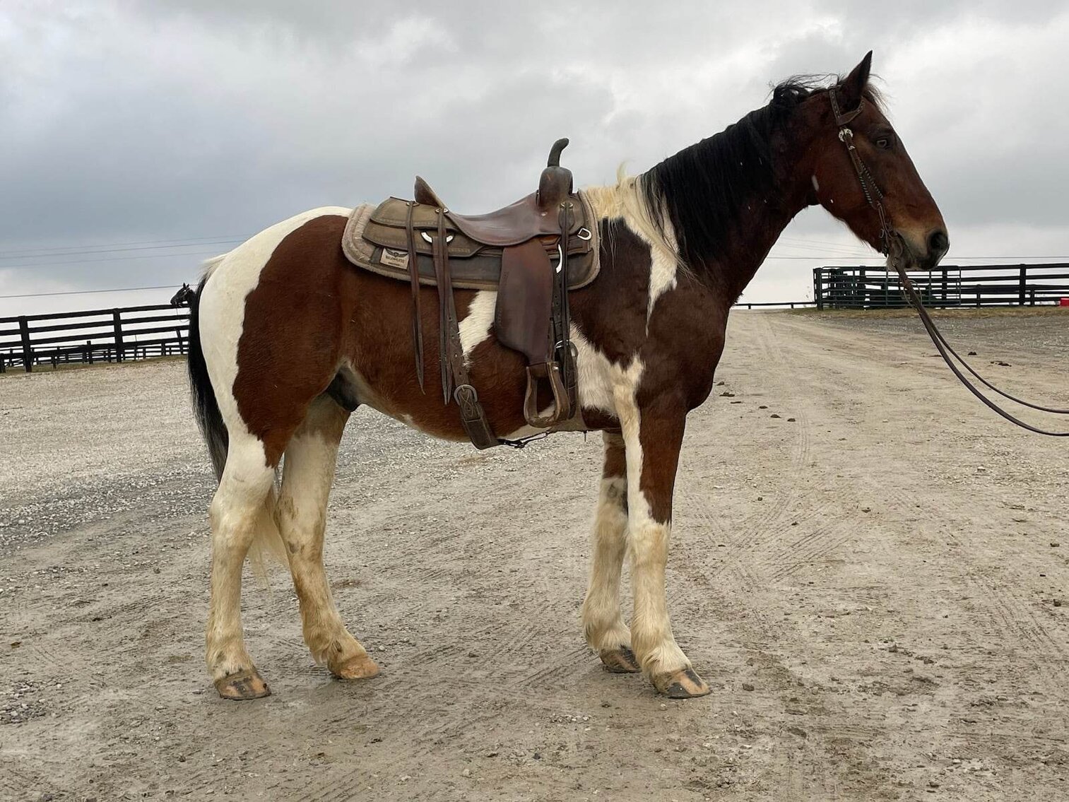 Image for 606 COWBOY CHRISTMAS