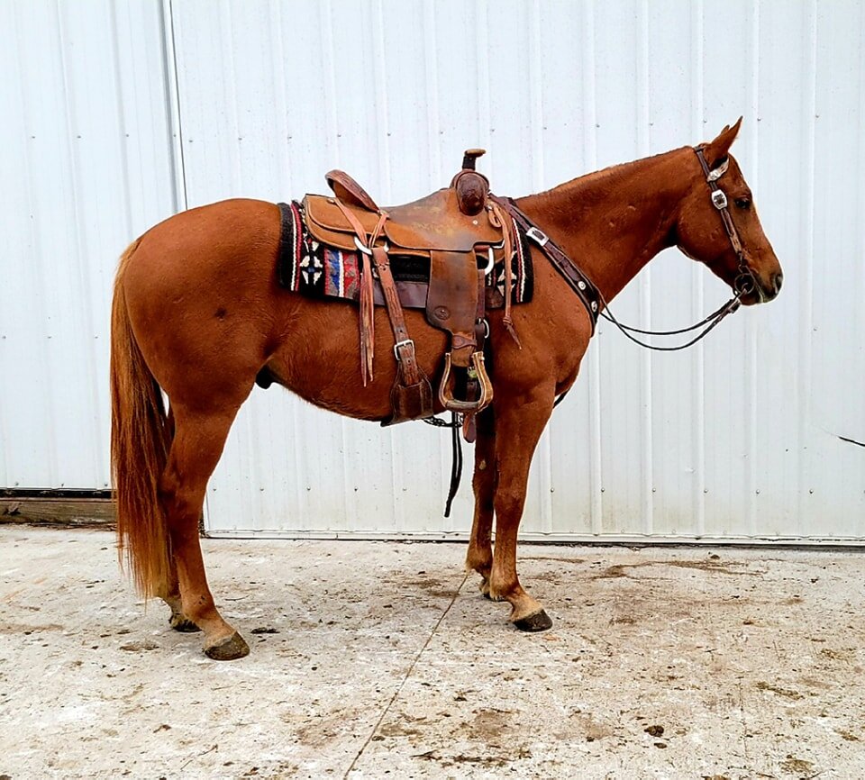 Image for Rocking S Performance & Ranch Horse Special - November 26th - Calera, Oklahoma