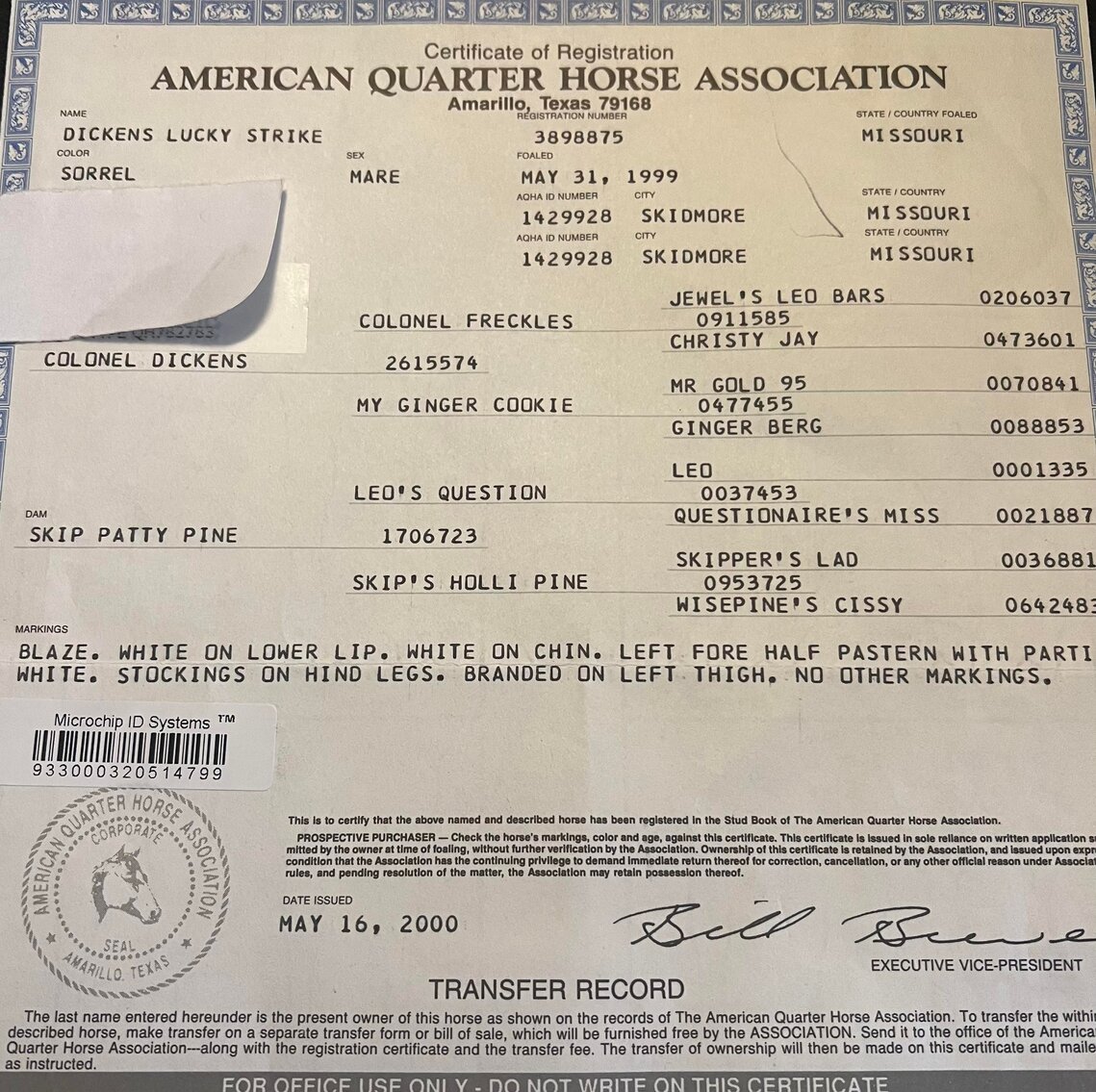 Donkey's Horse Sale Christmas Special December 3rd Clarinda, Iowa