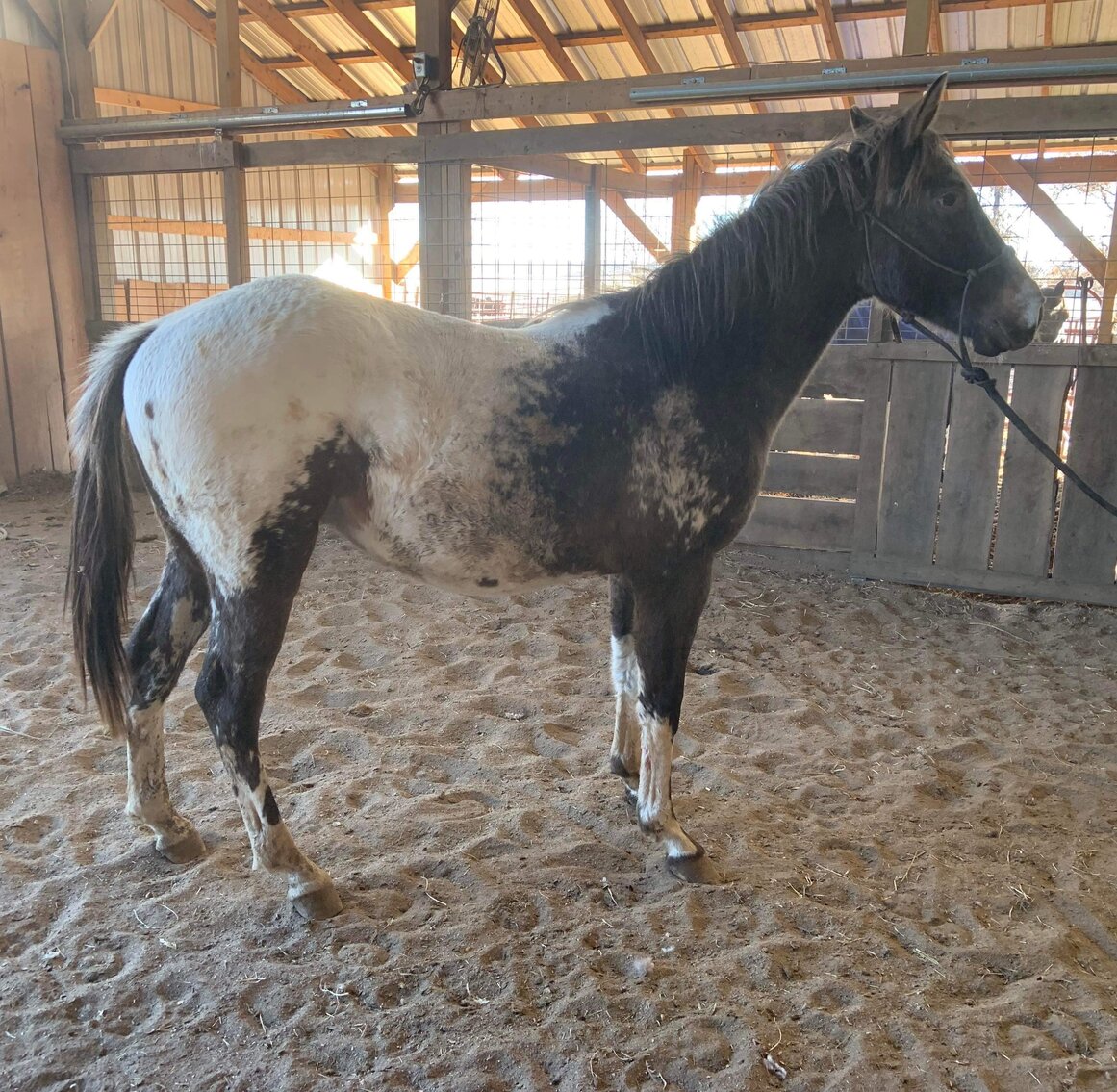 Donkey's Horse Sale Christmas Special December 3rd Clarinda, Iowa