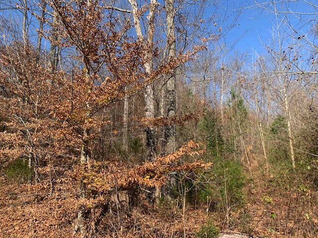 Image for Mill Creek Road - 12 acres / Southern Exposure