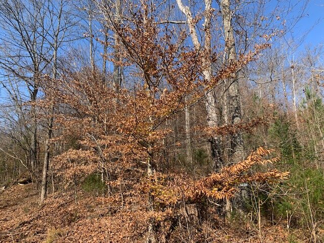 Image for Mill Creek Road - 12 acres / Southern Exposure