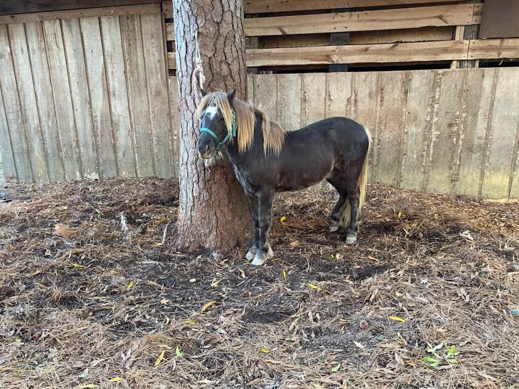 Image for LUMBERTON CHRISTMAS PONY SALE