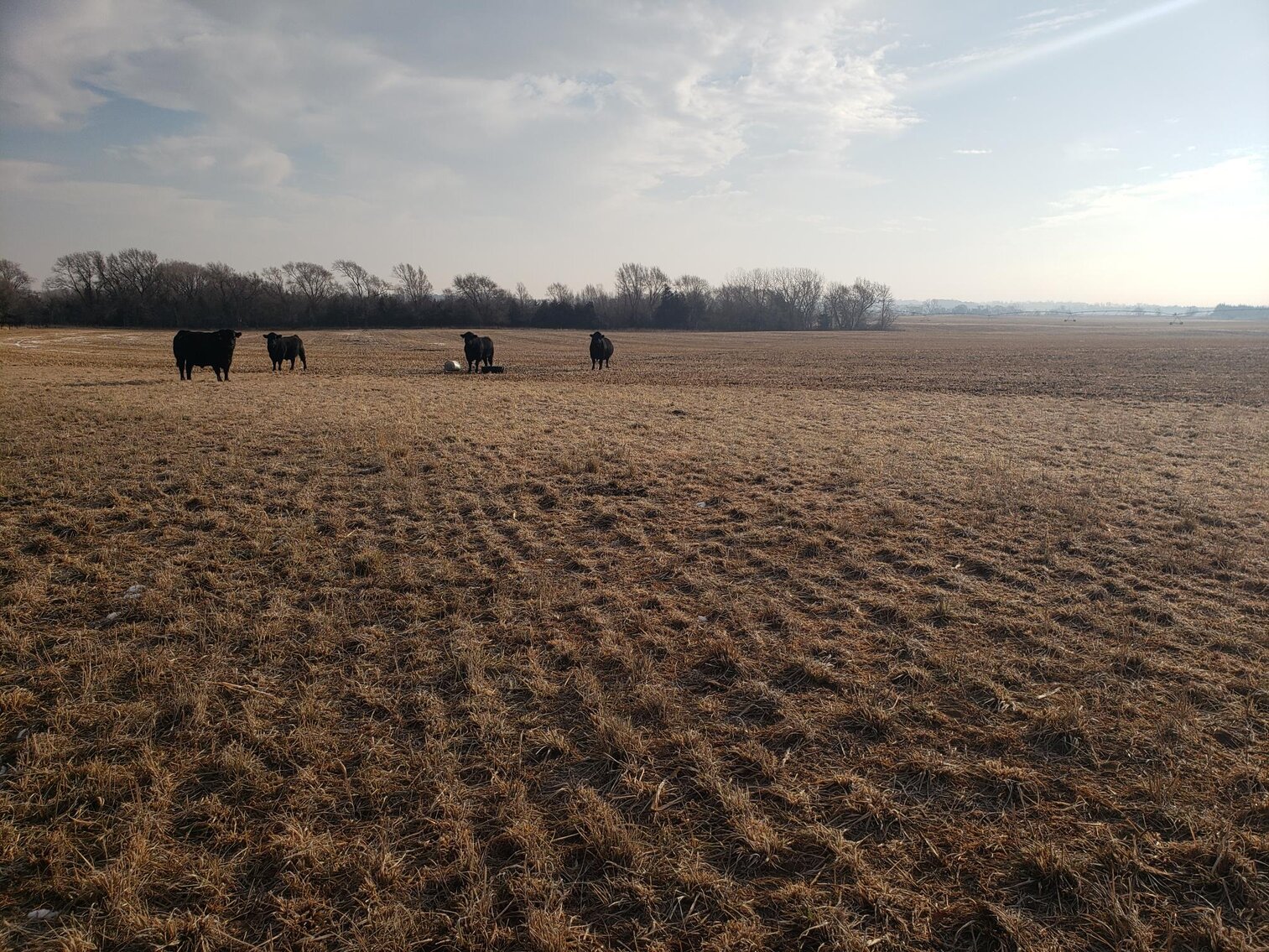 Image for 231.28+/- Acres in Antelope County, NE