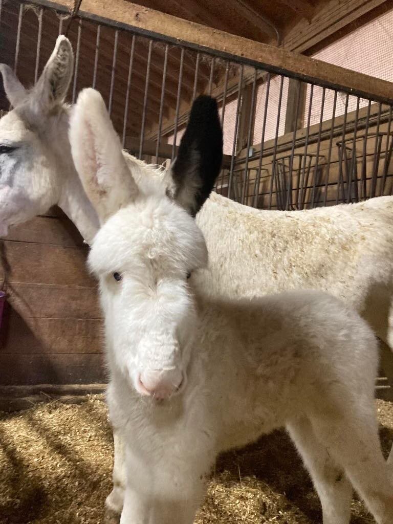 The Auction House at The Eyler Stables Thurmont, Maryland New Years Eve!
